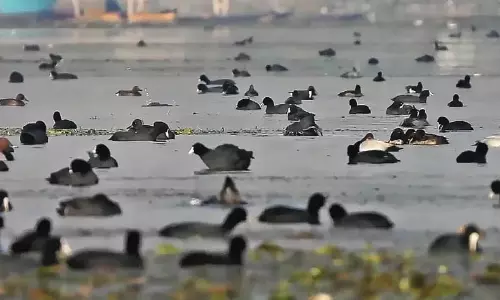 वुलर झील के संरक्षण प्राधिकरण में कर्मचारियों की कमी से पुनरुद्धार उपायों पर असर