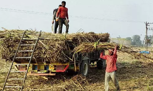 Haryana : गन्ने को बढ़ावा देने के लिए बुआई मशीनों पर सब्सिडी दी जाए Haryana : गन्ने को बढ़ावा देने के लिए बुआई मशीनों पर सब्सिडी दी जाए