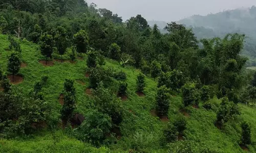 Arunachal: वन अधिकारियों ने ऊपरी सुबनसिरी में जंगली जानवरों के शव जब्त किए Arunachal: वन अधिकारियों ने ऊपरी सुबनसिरी में जंगली जानवरों के शव जब्त किए