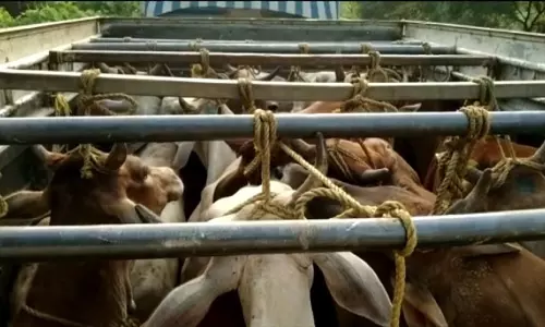 Odisha: बालासोर में पुलिस ने तस्करी के दौरान 36 मवेशियों को बचाया Odisha: बालासोर में पुलिस ने तस्करी के दौरान 36 मवेशियों को बचाया