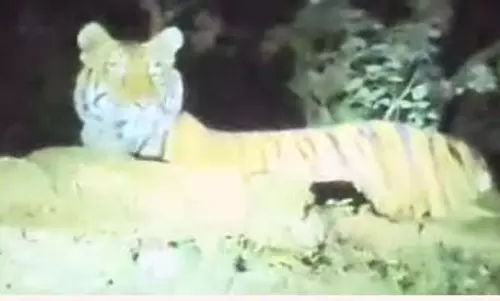 बाघिन को देखा गया मरवाही के पास बाघिन को देखा गया मरवाही के पास