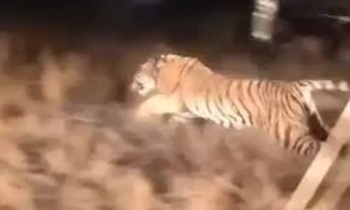 Lucknow:  कोहरे में बढ़ा बाघ का खौफ