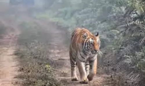 Bihar:  टाइगर रिजर्व से निकलकर शहर के पास आया बाघ, फैली दहशत