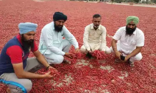 Ferozepur: बनेगा अत्याधुनिक मिर्च विकास केंद्र Ferozepur: बनेगा अत्याधुनिक मिर्च विकास केंद्र