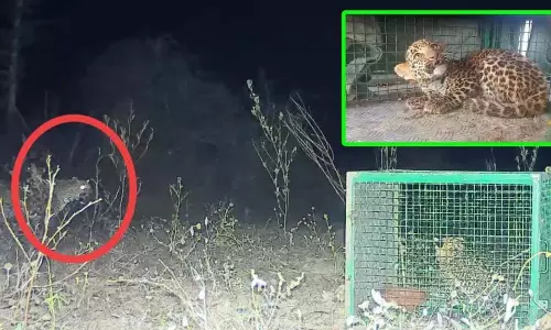 Buldhana: माँ तेंदुआ और खोए हुए शावक का पुनर्मिलन Buldhana: माँ तेंदुआ और खोए हुए शावक का पुनर्मिलन