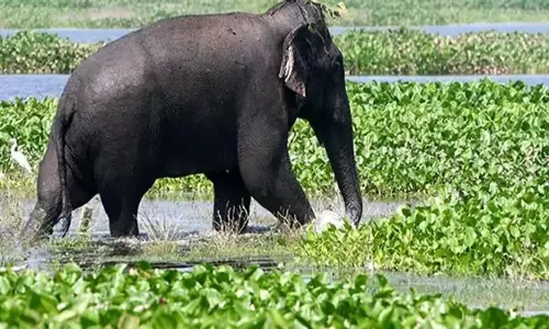 Kerala के नीलांबुर जंगल में हाथी के हमले में आदिवासी व्यक्ति की मौत Kerala के नीलांबुर जंगल में हाथी के हमले में आदिवासी व्यक्ति की मौत