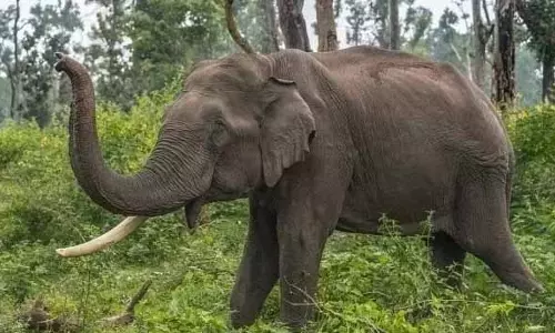 Kerala : हाथी के हमले में आदिवासी व्यक्ति की मौत Kerala : हाथी के हमले में आदिवासी व्यक्ति की मौत