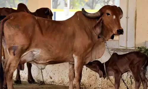 Karnataka: भाजपा ने गोशाला योजना को खत्म करने के लिए सरकार की आलोचना की