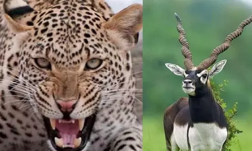 Gujarat: तेंदुए ने काले हिरण का शिकार किया, 7 अन्य की सदमे से मौत Gujarat: तेंदुए ने काले हिरण का शिकार किया, 7 अन्य की सदमे से मौत