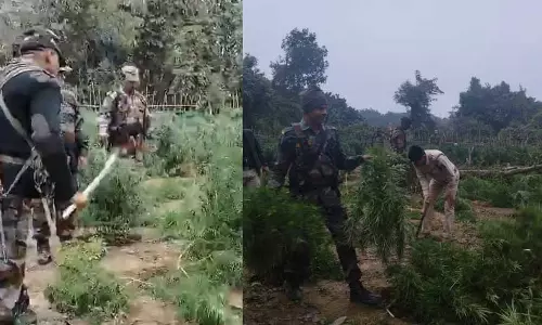 Tripura : जात्रापुर पुलिस ने दक्षिण निदया मनइतिट्टा क्षेत्र में 40,000 गांजा पौधों को नष्ट