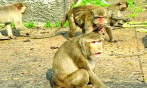 Nalgonda: बंदरों ने किसानों को सब्जी की खेती से दूर कर दिया