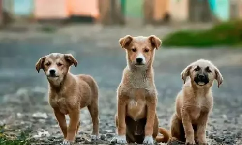 Nagaland : कोहिमा प्रशासन ने आवारा कुत्तों के खिलाफ अवैध कार्रवाई Nagaland : कोहिमा प्रशासन ने आवारा कुत्तों के खिलाफ अवैध कार्रवाई