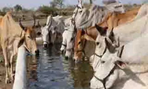 Amritsar: पशुपालकों के लिए पशुधन बीमा पर 70% सब्सिडी