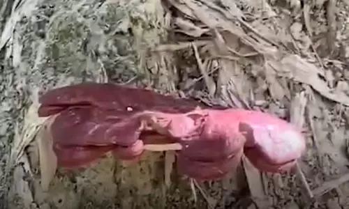 अजीबोगरीब वाक्या : जंगली मशरूम को समझ बैठे नाग देवता, शुरू कर दी पूजा-अर्चना अजीबोगरीब वाक्या : जंगली मशरूम को समझ बैठे नाग देवता, शुरू कर दी पूजा-अर्चना
