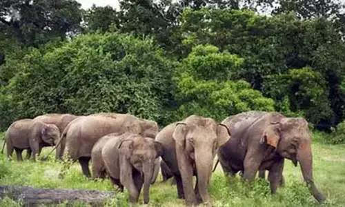 Kerala : हाथियों के घातक हमलों को लेकर लोगों का वन विभाग के खिलाफ बढ़ रहा आक्रोश Kerala : हाथियों के घातक हमलों को लेकर लोगों का वन विभाग के खिलाफ बढ़ रहा आक्रोश
