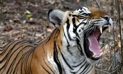 Madhya Pradesh: शहडोल में बाघ ने एक व्यक्ति को मार डाला, ग्रामीणों को चेतावनी