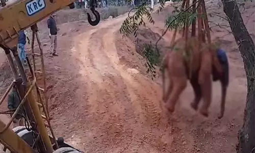 Mayurbhanj में 18 घंटे के ऑपरेशन के बाद दो वर्षीय हाथी के बच्चे को बचाया गया
