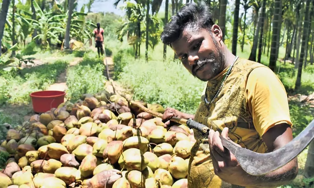 Tamil Nadu: तमिलनाडु में गर्मी और कीटों के हमले से नारियल की पैदावार प्रभावित