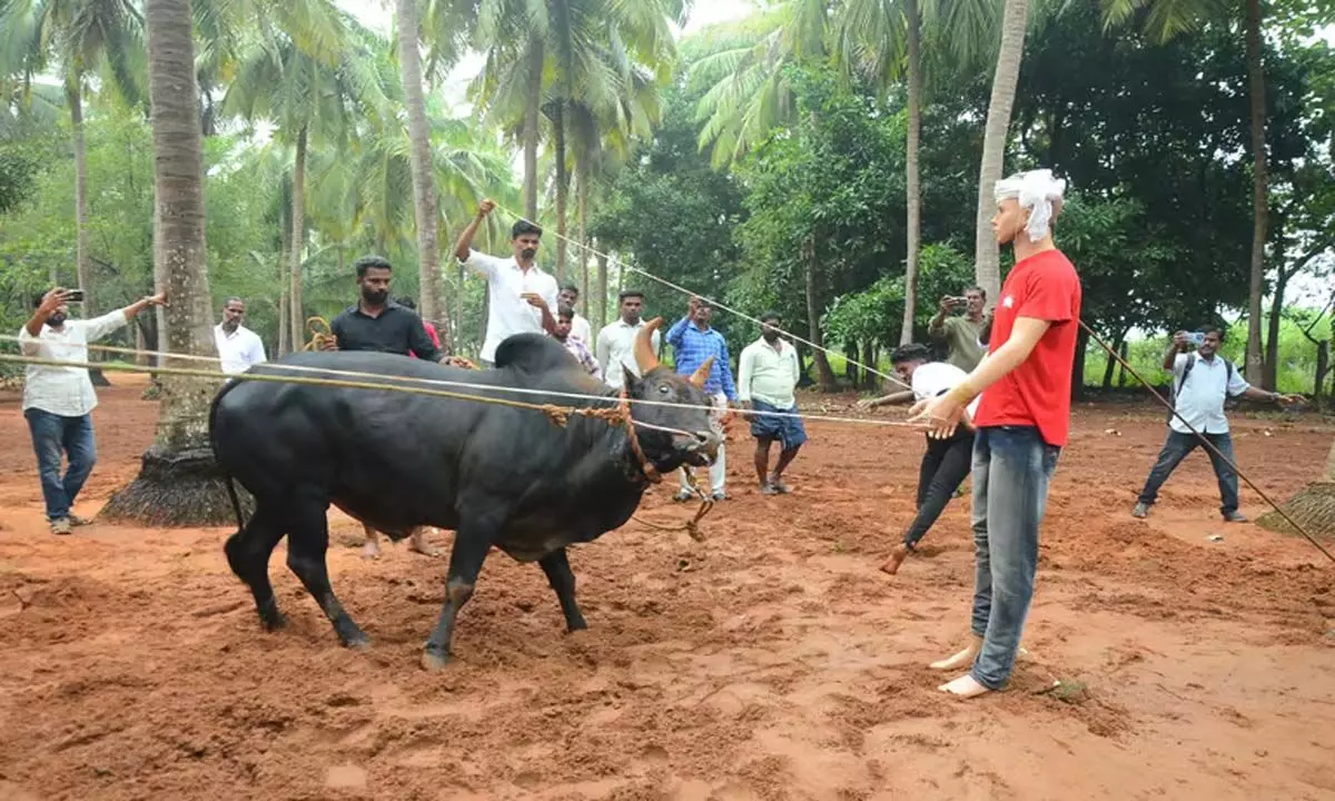 Tamil Nadu: श्रीलंका के राजनेता ने बैलों को प्रशिक्षित करने के लिए पुतले का इस्तेमाल किया