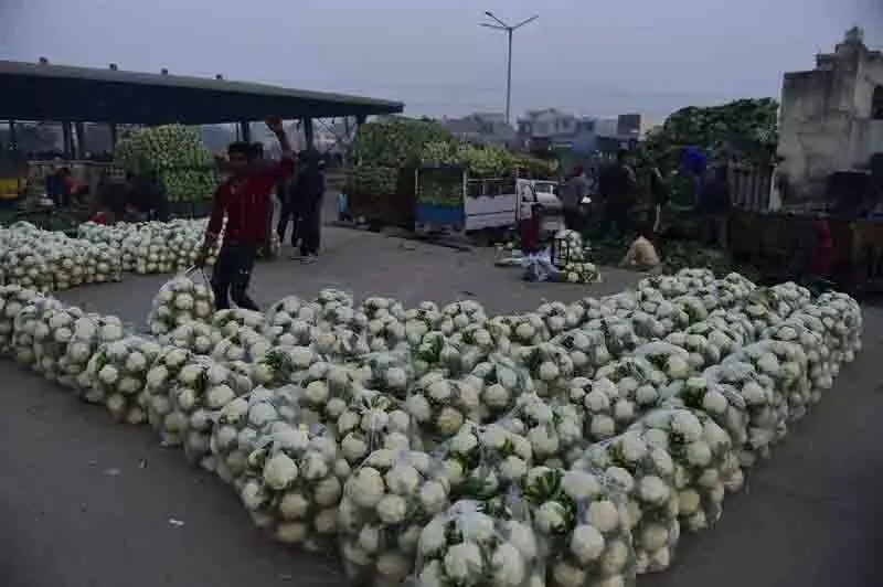 Jalandhar: फूलगोभी की अधिकता, उत्पादकों को भुगतना पड़ रहा खामियाजा