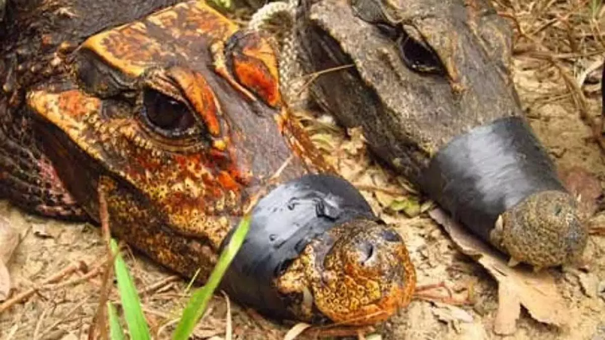 Orange dwarf cave crocodile: मगरमच्छ जो एक गुफा में रेंगते थे