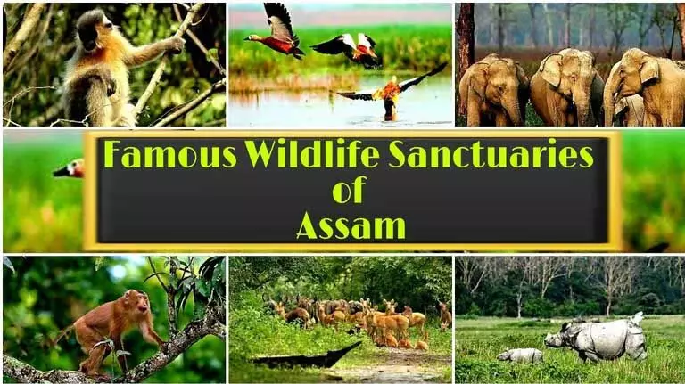 Assam के वन्यजीव अभयारण्य प्रकृति के अजूबों का अभयारण्य