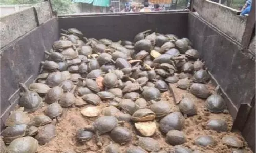 UP News:   दुर्लभ प्रजाति के 528 कछुए के साथ तस्कर गिरफ्तार