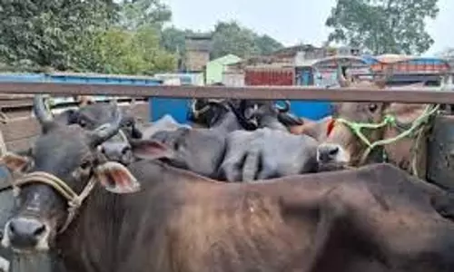 Odisha: मवेशी तस्करों के खिलाफ पुलिस की बड़ी कार्रवाई