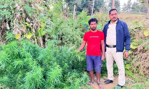 टमाटर बाड़ी की आड़ में गांजा की खेती, युवक गिरफ्तार