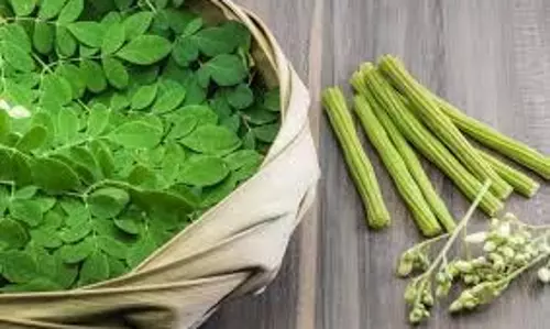 Benefits Of Sahjan: सहजन के पत्तों का सेवन डायबिटीज में है फायदेमंद, जानें अद्भुत फायदे Benefits Of Sahjan: सहजन के पत्तों का सेवन डायबिटीज में है फायदेमंद, जानें अद्भुत फायदे