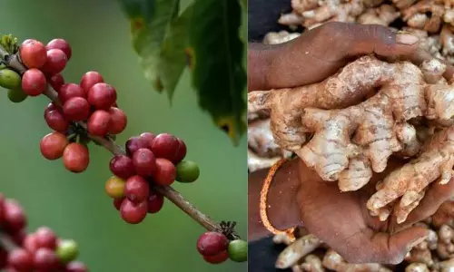Kerala : कॉफी की कीमतों में उछाल, लेकिन वायनाड के अदरक किसानों को कोई राहत नहीं