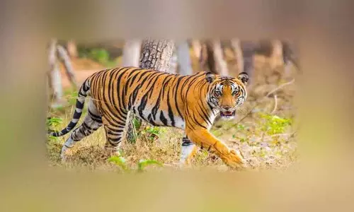 Nagpur में एवियन फ्लू से 3 बाघों और तेंदुओं की मौत Nagpur में एवियन फ्लू से 3 बाघों और तेंदुओं की मौत