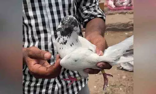 ‘Kabutarbaazi’: हैदराबाद में कबूतर उड़ाने की प्रतियोगिता