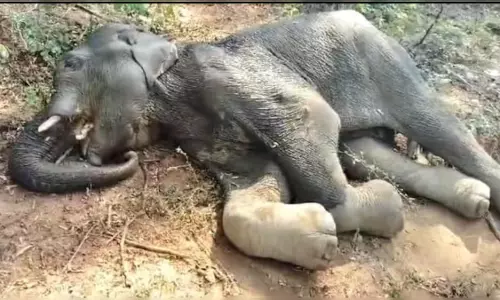 Odisha: करंजिया से बचाए गए हाथी को इलाज के लिए नंदनकानन लाया गया