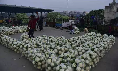 Jalandhar: फूलगोभी की अधिकता, उत्पादकों को भुगतना पड़ रहा खामियाजा