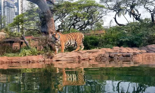 Nagpur के पशु बचाव केंद्र में एवियन फ्लू से 3 बाघों और तेंदुओं की मौत, चिड़ियाघर अलर्ट पर Nagpur के पशु बचाव केंद्र में एवियन फ्लू से 3 बाघों और तेंदुओं की मौत, चिड़ियाघर अलर्ट पर