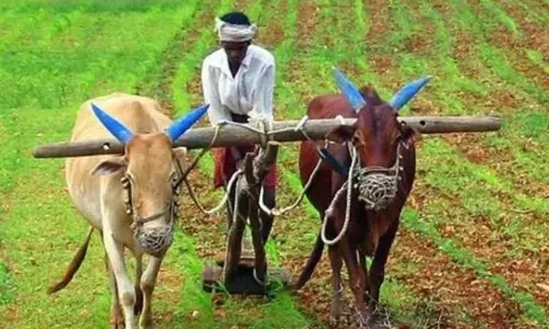 Rajasthan Update: कृषि संकट से जूझते बीकानेर के किसान Rajasthan Update: कृषि संकट से जूझते बीकानेर के किसान