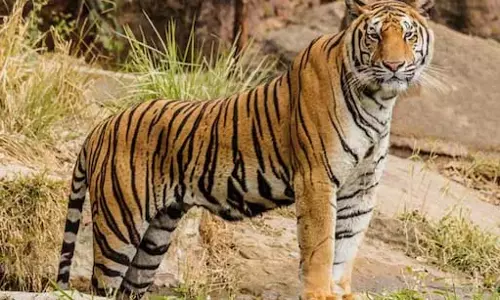 भंडारा: घने जंगल में एक बाघ मृत पाया गया, उसके शरीर के 3 टुकड़े मिलने से हड़कंप