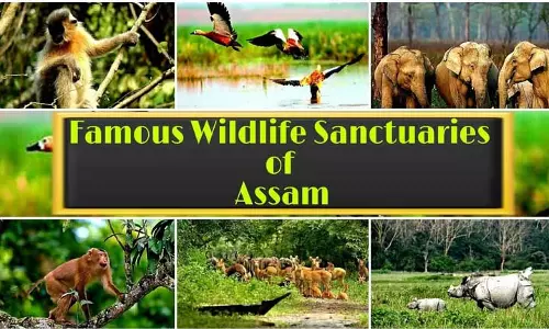 Assam के वन्यजीव अभयारण्य प्रकृति के अजूबों का अभयारण्य