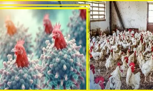 Odisha में बर्ड फ्लू का डर बढ़ा, कई फार्मों में हजारों मुर्गियां मृत पाई गईं Odisha में बर्ड फ्लू का डर बढ़ा, कई फार्मों में हजारों मुर्गियां मृत पाई गईं