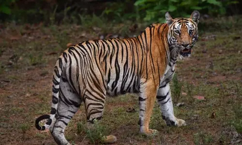 Nagpur: बाघों द्वारा सड़क अवरोधन, न्यायालय ने गंभीरता से लिया संज्ञान... Nagpur: बाघों द्वारा सड़क अवरोधन, न्यायालय ने गंभीरता से लिया संज्ञान...