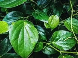 Betel leaf: औषधीय गुणों का खजाना है पान का पत्ता, जाने  चमत्कारी फायदे