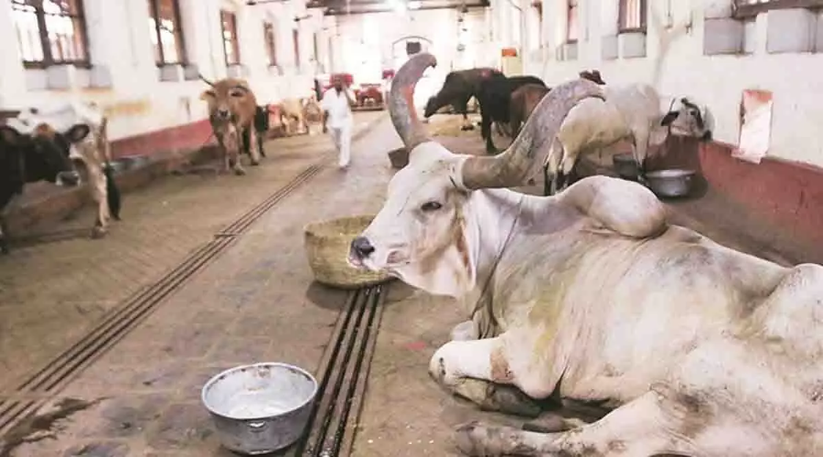 Punjab: गौ सेवा पैनल प्रमुख ने प्रशासन से मवेशियों की सुरक्षा सुनिश्चित का आग्रह किया