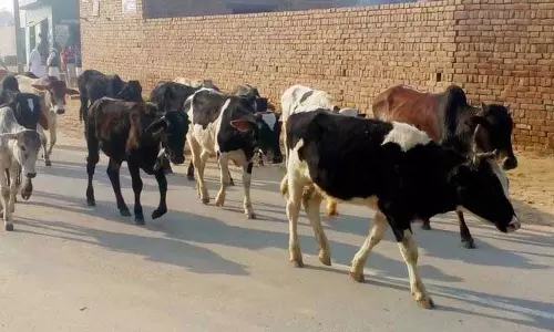 Haryana : अब सिरसा जिले के ग्रामीण क्षेत्रों में फैल रहा आवारा पशुओं का आतंक