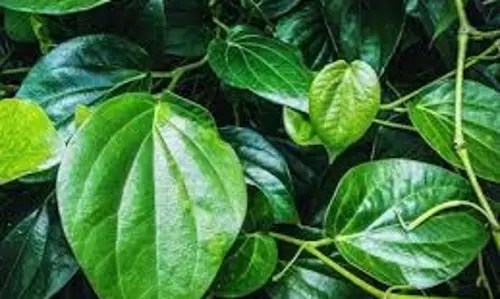 Betel leaf: औषधीय गुणों का खजाना है पान का पत्ता, जाने चमत्कारी फायदे Betel leaf: औषधीय गुणों का खजाना है पान का पत्ता, जाने चमत्कारी फायदे