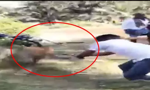बहादुरी की मिसाल पेश: युवक ने खूंखार तेंदुए को किया कैद, वन अधिकारी रह गए हक्के-बक्के बहादुरी की मिसाल पेश: युवक ने खूंखार तेंदुए को किया कैद, वन अधिकारी रह गए हक्के-बक्के