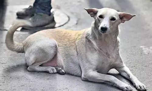 Maharashtra : पालतू कुत्ते के भौंकने पर कर दिया घर पर हमला, 10 महिलाओं पर मामला दर्ज