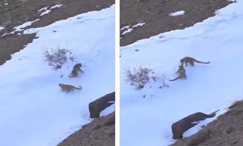 बर्फीले पहाड़ पर हिम तेंदुओं की मस्ती का VIDEO हुआ जमकर वारयल