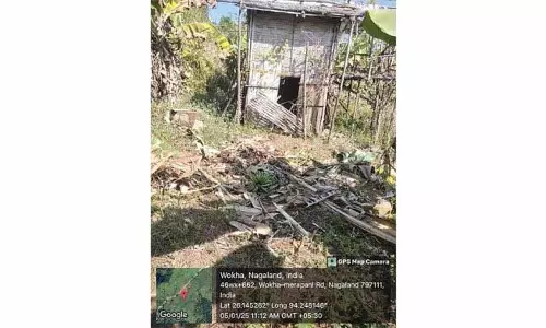 Nagaland :  जंगली जानवरों ने वोखा में केले के खेत को नष्ट कर दिया