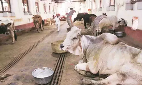 Punjab: गौ सेवा पैनल प्रमुख ने प्रशासन से मवेशियों की सुरक्षा सुनिश्चित का आग्रह किया Punjab: गौ सेवा पैनल प्रमुख ने प्रशासन से मवेशियों की सुरक्षा सुनिश्चित का आग्रह किया